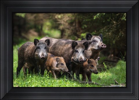 Framed Wild Boar Family Print