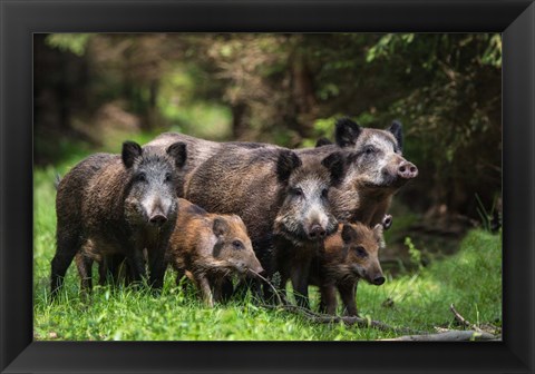 Framed Wild Boar Family Print