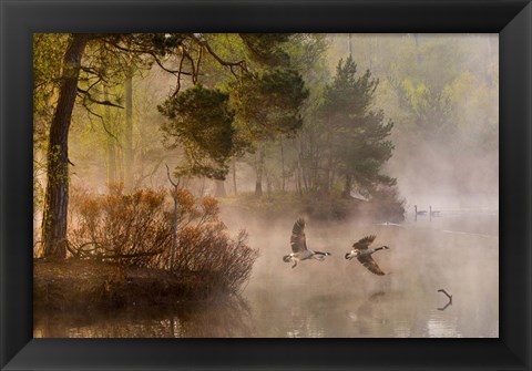 Framed Goose Fight Print