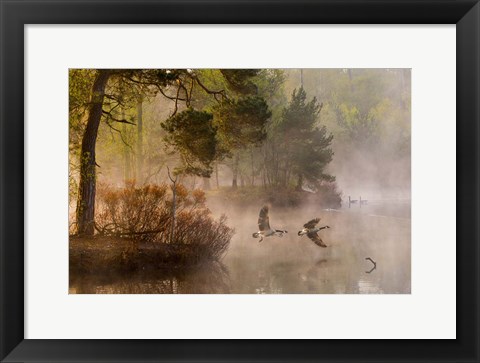 Framed Goose Fight Print