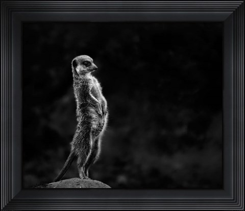 Framed Meerkat Print