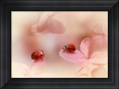 Framed Ladybirds On Pink Hydrangea Print