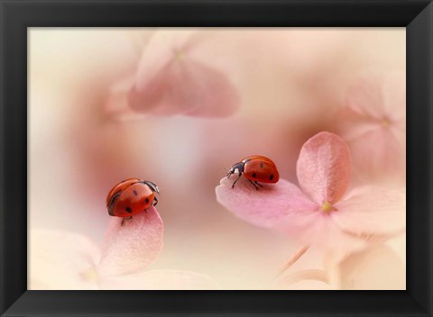 Framed Ladybirds On Pink Hydrangea Print