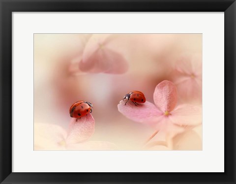 Framed Ladybirds On Pink Hydrangea Print