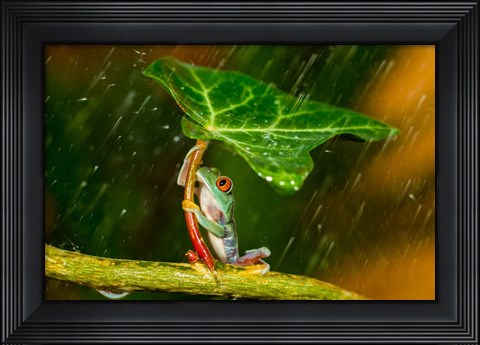 Framed Ohh Noo It&#39;s Raining Print