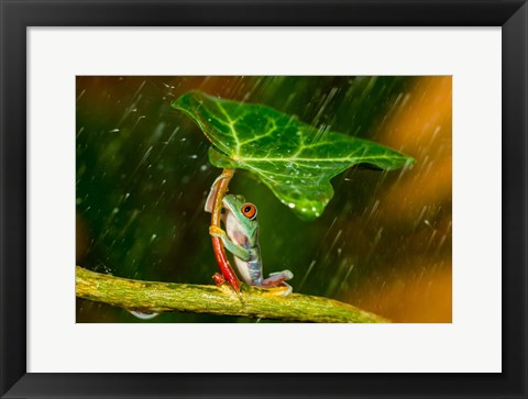 Framed Ohh Noo It&#39;s Raining Print