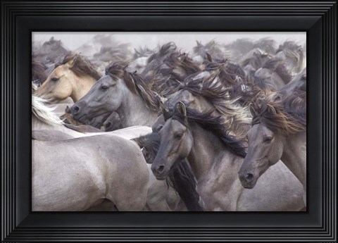 Framed Wildpferde 2 Print