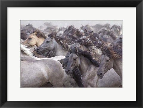 Framed Wildpferde 2 Print