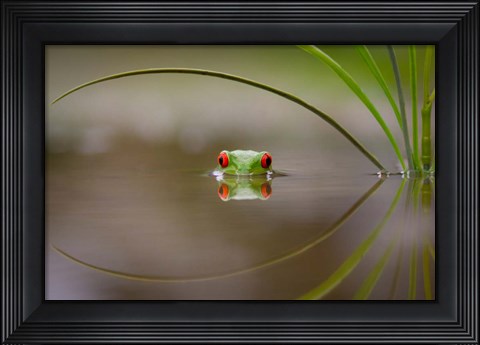 Framed Beauty Of Reflection Print