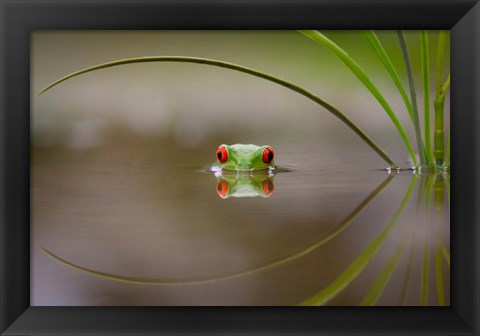 Framed Beauty Of Reflection Print