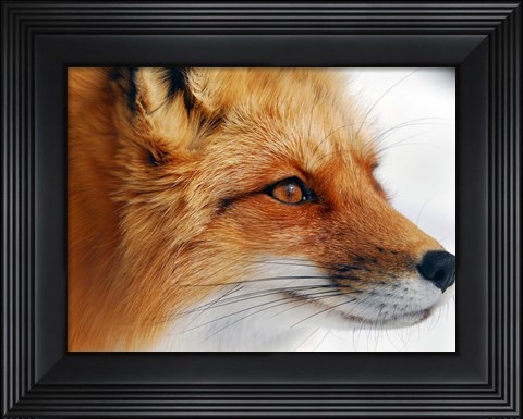 Framed Red Fox Print