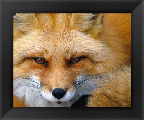 Framed Foxy Lady Print