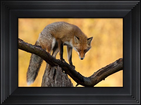 Framed With Blazing Eyes Print