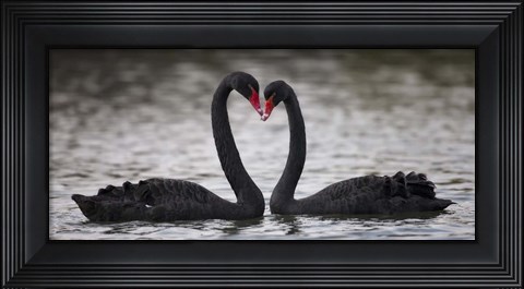 Framed In Love Black Swans Print