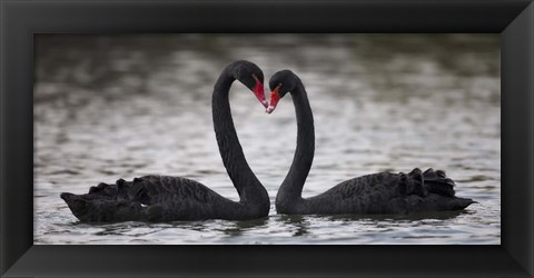 Framed In Love Black Swans Print