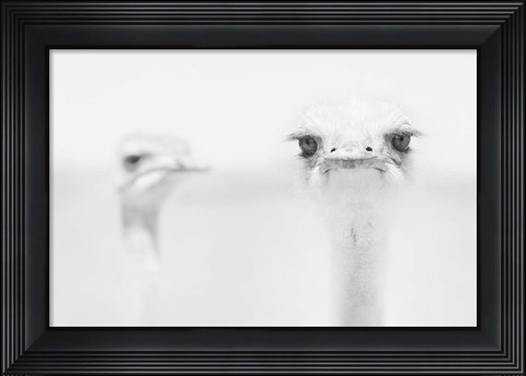 Framed Funny Ostrich Print