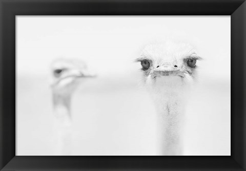 Framed Funny Ostrich Print