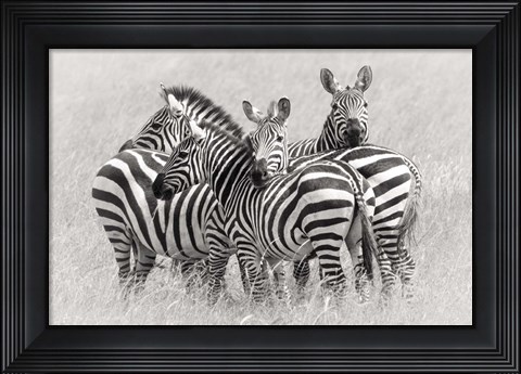 Framed Zebras Print