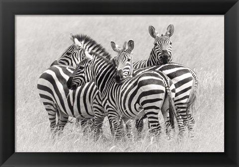 Framed Zebras Print