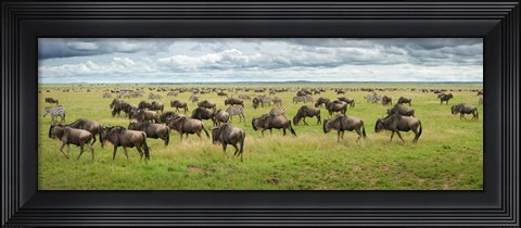 Framed Great Migration In Serengeti Plains Print
