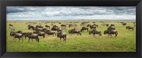 Framed Great Migration In Serengeti Plains Print