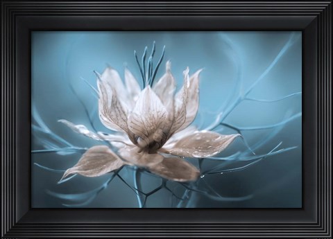 Framed Nigella Print