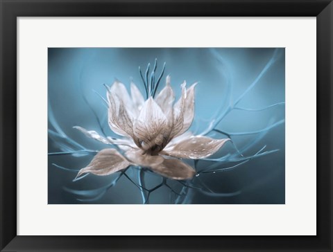 Framed Nigella Print