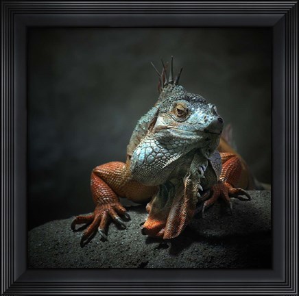 Framed I Am The King, Who Else! Print