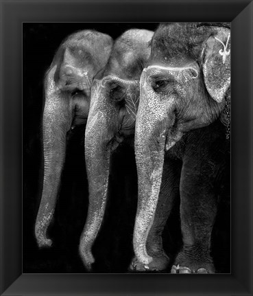 Framed Nature&#39;s Great Masterpiece, An Elephant Print