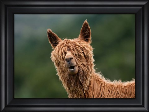 Framed Muppet Show Print