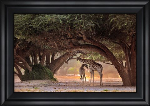 Framed Giraffe - Namibia Print
