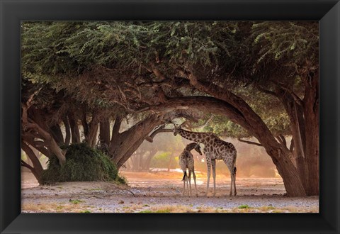 Framed Giraffe - Namibia Print