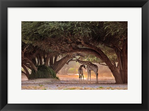 Framed Giraffe - Namibia Print