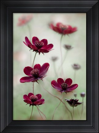 Framed Cosmos Sway Print