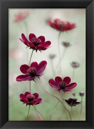 Framed Cosmos Sway Print