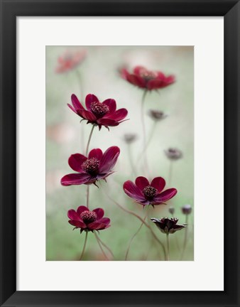 Framed Cosmos Sway Print