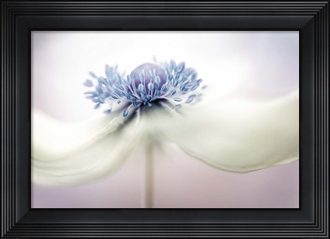 Framed Anemone Print
