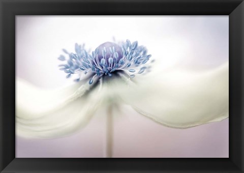 Framed Anemone Print