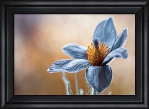 Framed Pasque Print