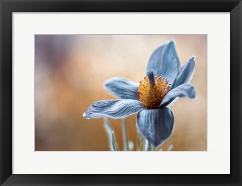 Framed Pasque Print