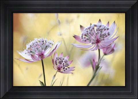 Framed Astrantia Major Print