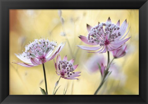 Framed Astrantia Major Print