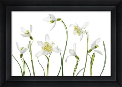 Framed Spring Snowdrops Print