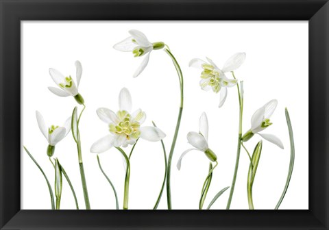 Framed Spring Snowdrops Print