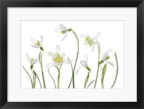 Framed Spring Snowdrops Print