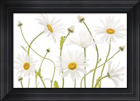 Framed Ox Eye Daisies Print