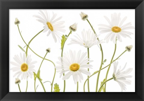 Framed Ox Eye Daisies Print