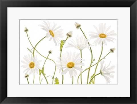 Framed Ox Eye Daisies Print