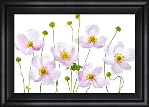 Framed Japanese Anemones Print