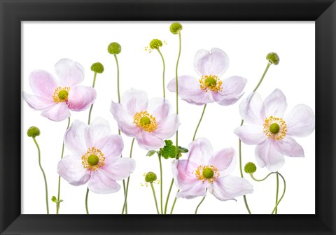 Framed Japanese Anemones Print